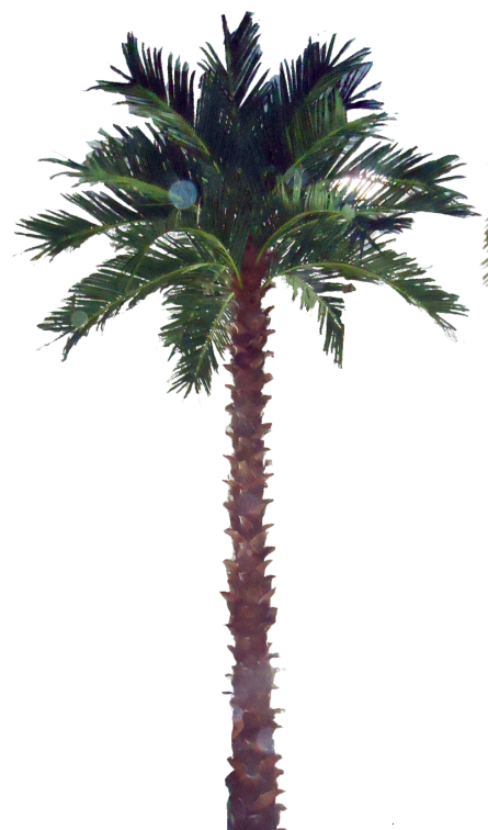 棕榈树3.png